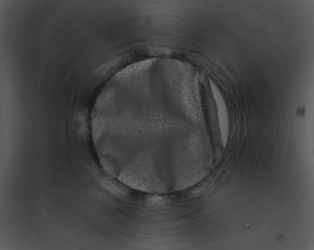 X0000095540616200801041310