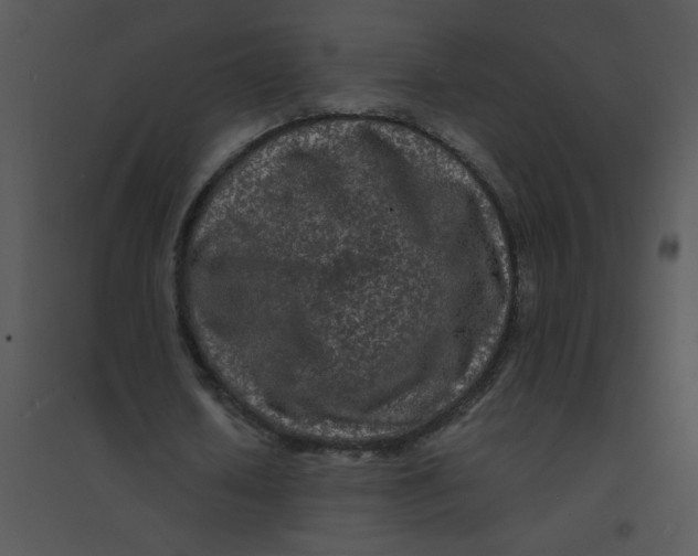 X0000095540626200801041310