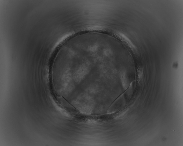 X0000095540684200801041309