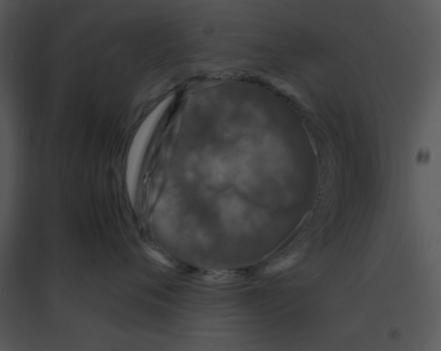 X0000095540720200801041309