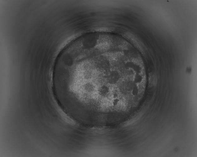 X0000095540725200801041308