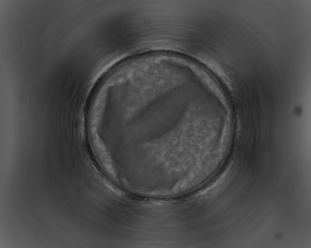 X0000095540782200801041308