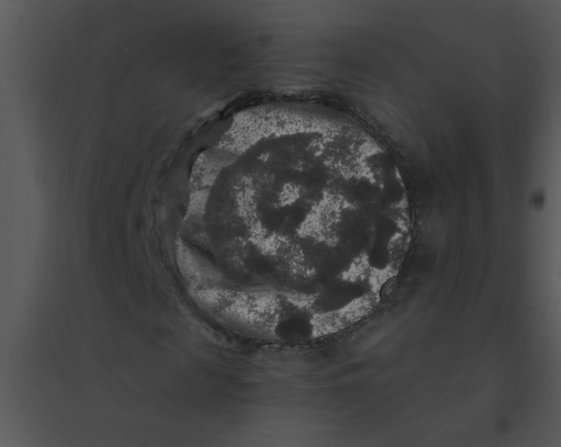 X0000095540817200801041307