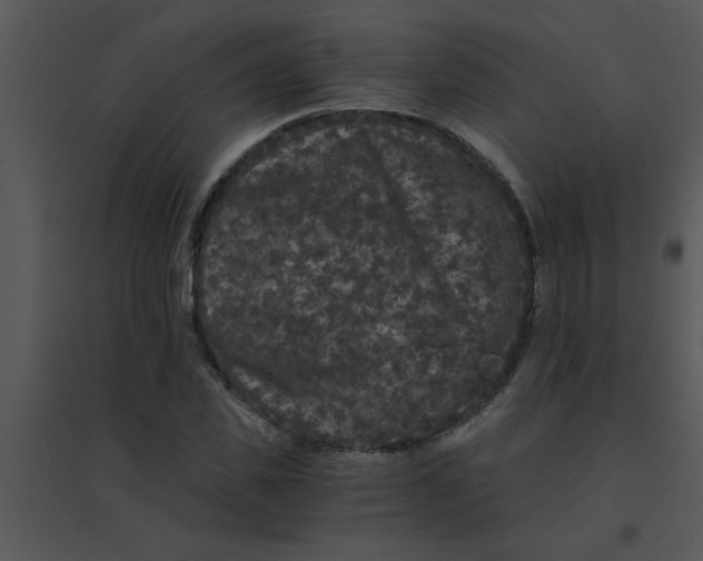 X0000095540925200801041306