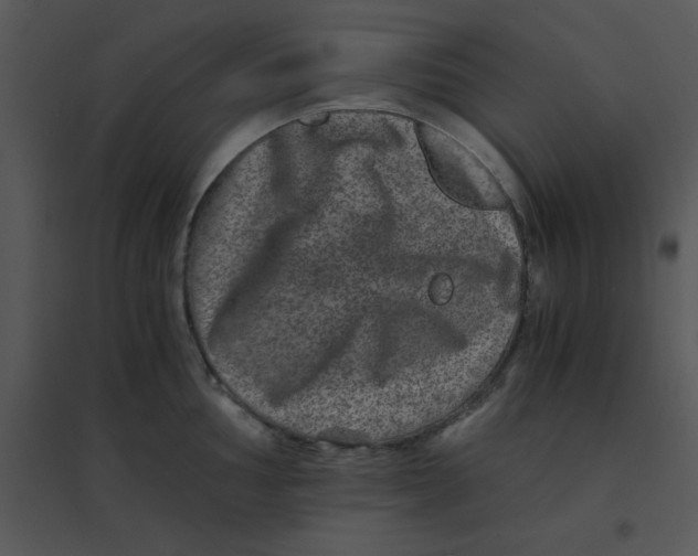 X0000095541002200801041305