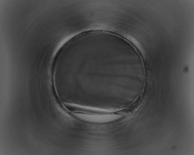 X0000095541120200801041303