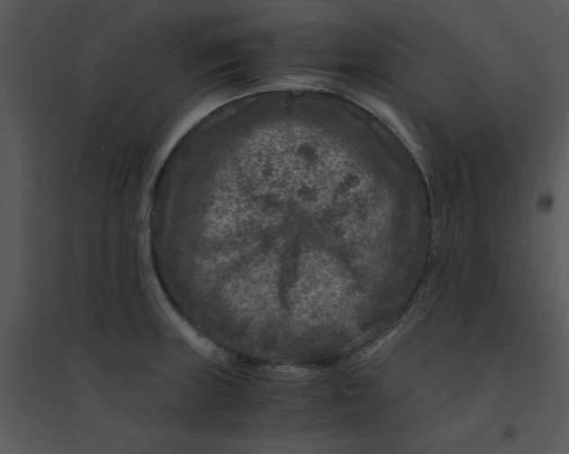 X0000095541235200801041302