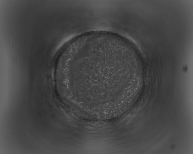 X0000095541255200801041301