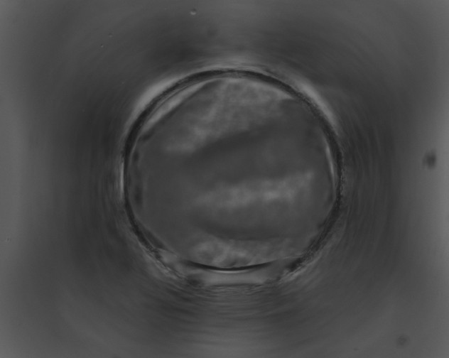 X0000095541320200801041300