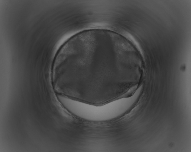 X0000095541336200801041301