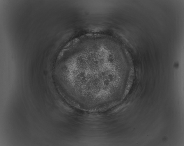 X0000095541393200801041259