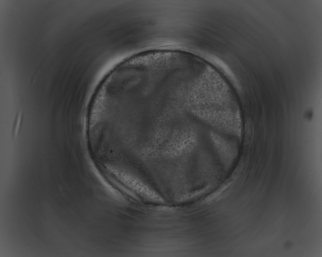 X0000095541424200801041259