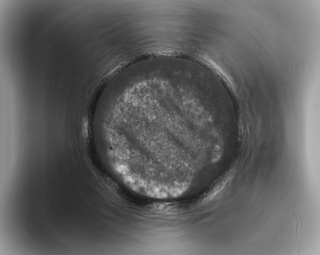 X0000095540117200801111441