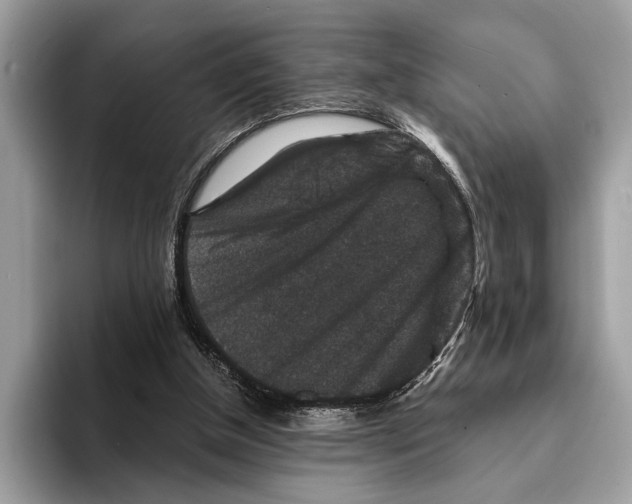 X0000095540154200801111440