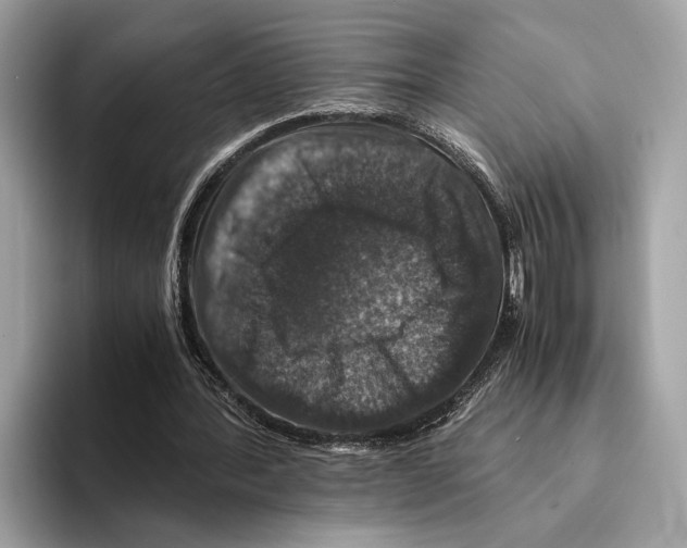 X0000095540388200801111437