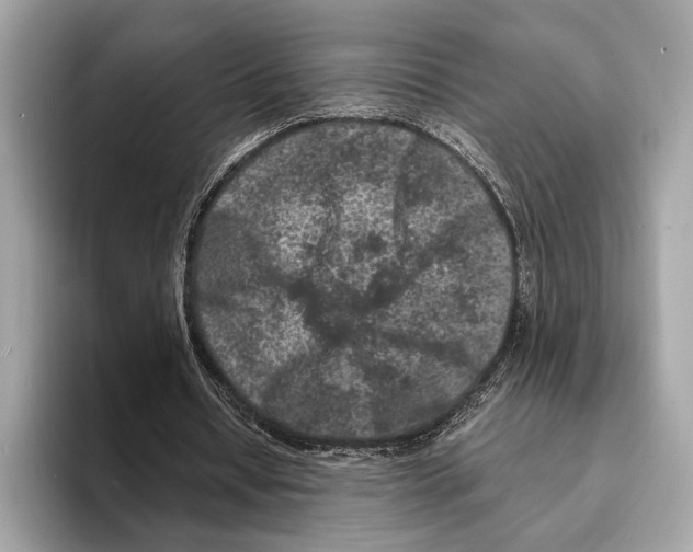 X0000095540434200801111436