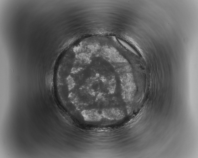 X0000095540443200801111436