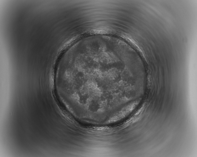 X0000095540446200801111436