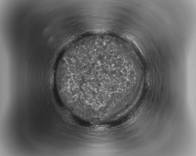 X0000095540495200801111436