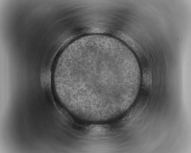 X0000095540534200801111435