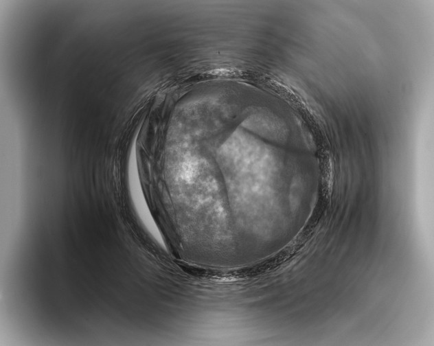 X0000095540696200801111433