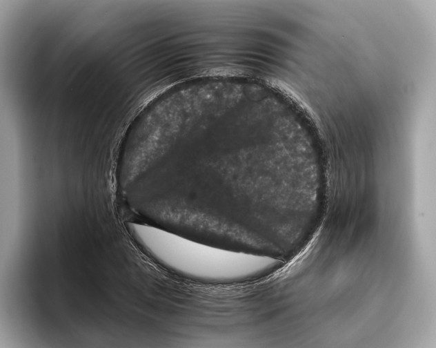 X0000095541025200801111429