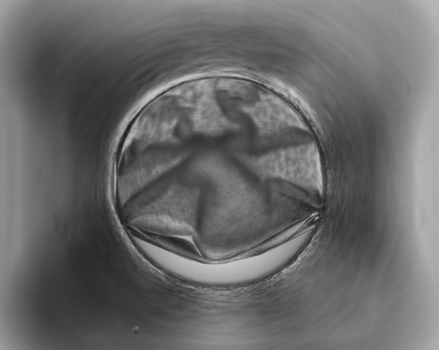 X0000095541520200801111423