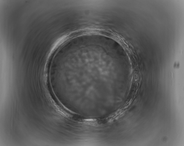 X0000095550053200712141604