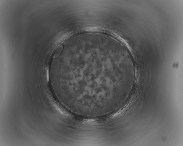 X0000095550061200712141604