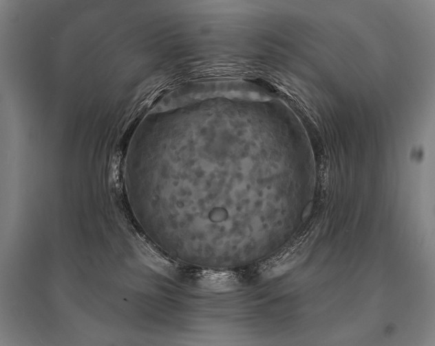 X0000095550185200712141603