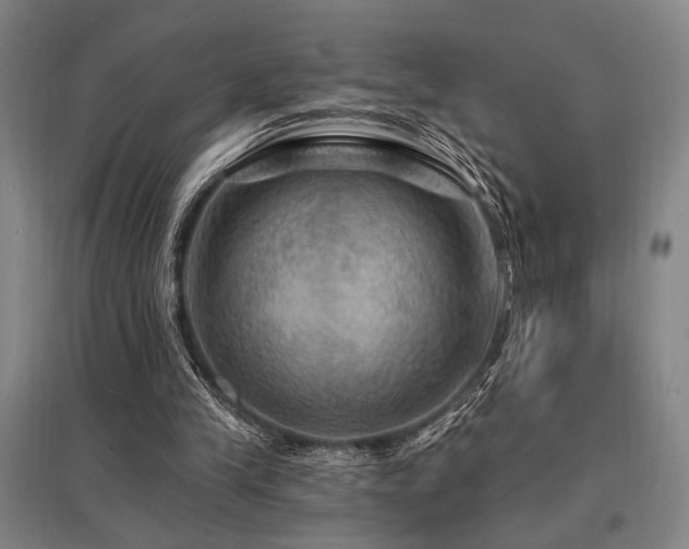 X0000095550245200712141601