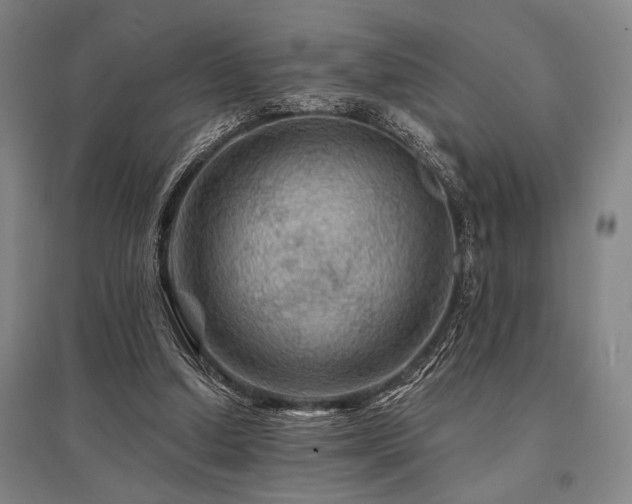 X0000095550250200712141601