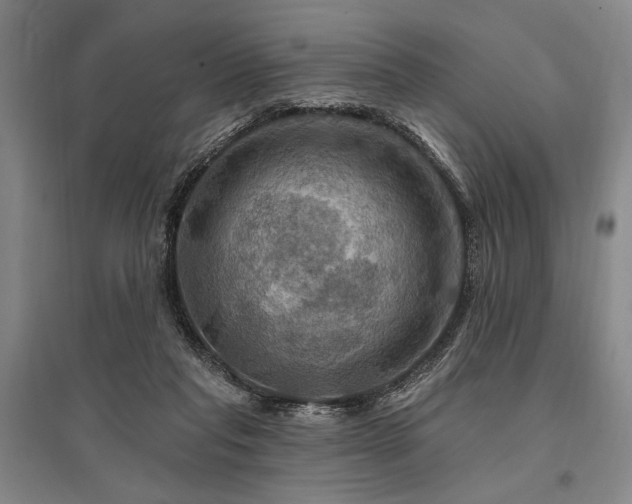 X0000095550261200712141601