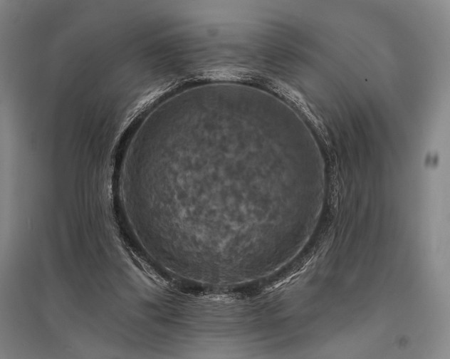 X0000095550299200712141601