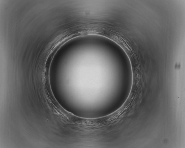 X0000095550338200712141600