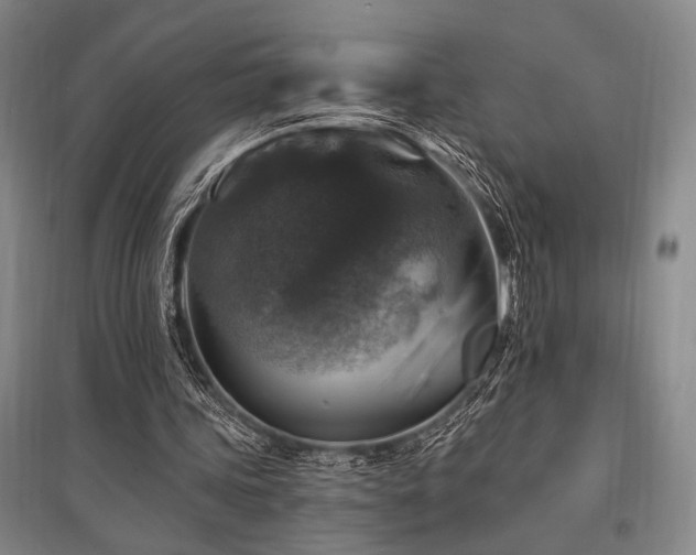 X0000095550339200712141600