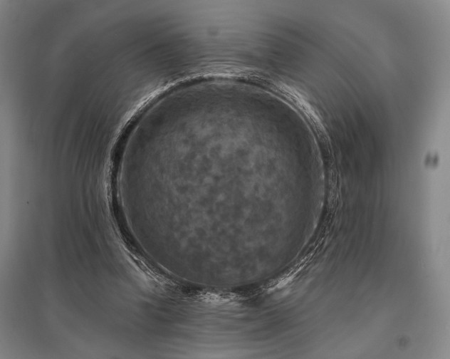 X0000095550346200712141600