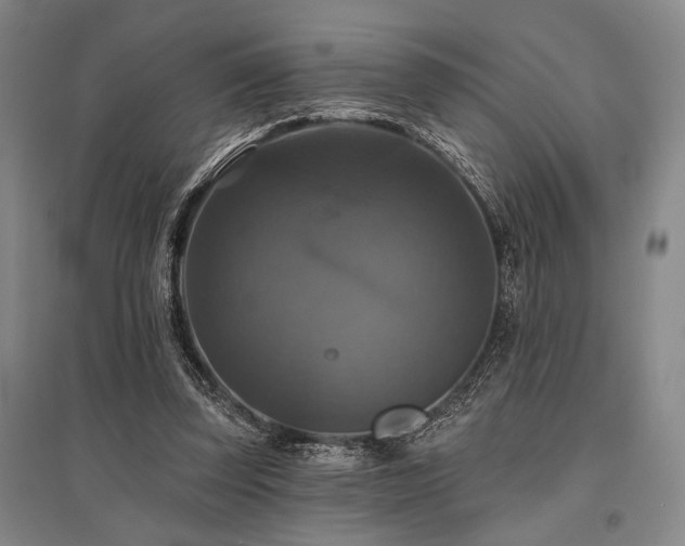 X0000095550347200712141600