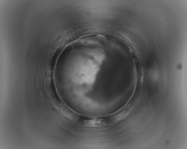 X0000095550366200712141600