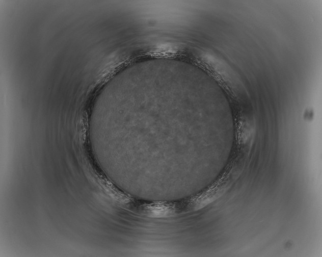 X0000095550370200712141600