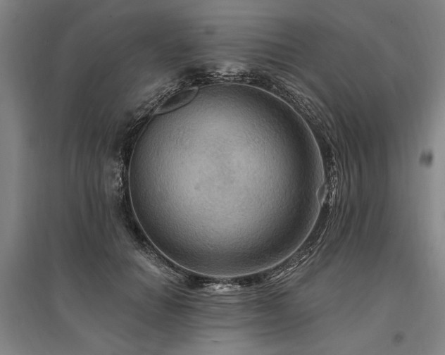 X0000095550654200712141556