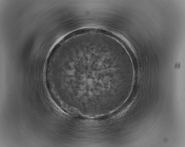 X0000095550783200712141554