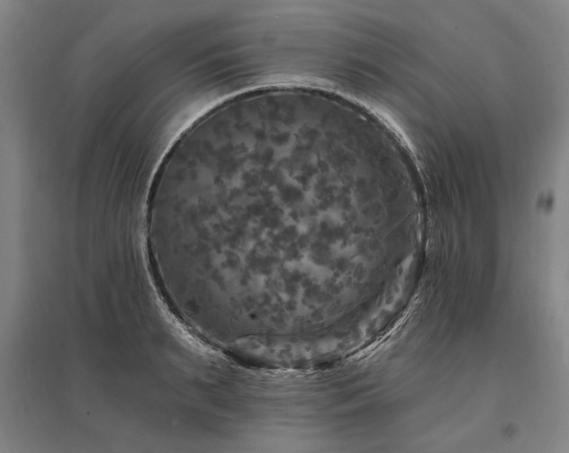 X0000095550895200712141552