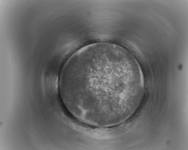 X0000095550024200712211419