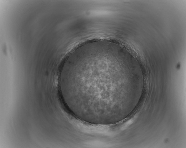 X0000095550032200712211419