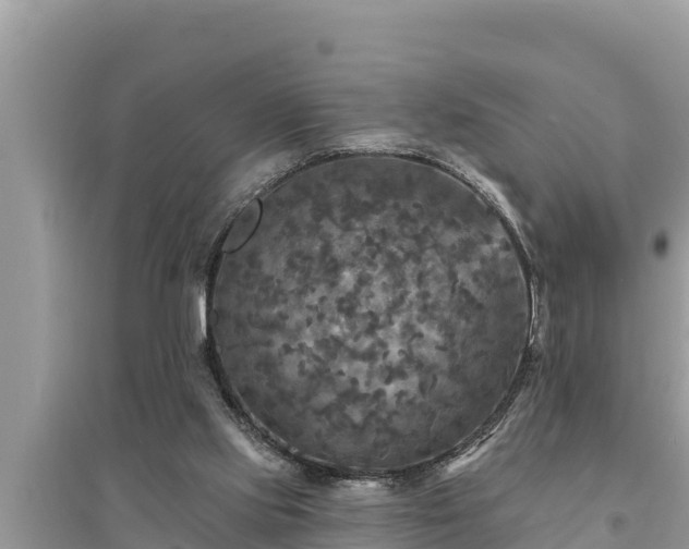 X0000095550061200712211418