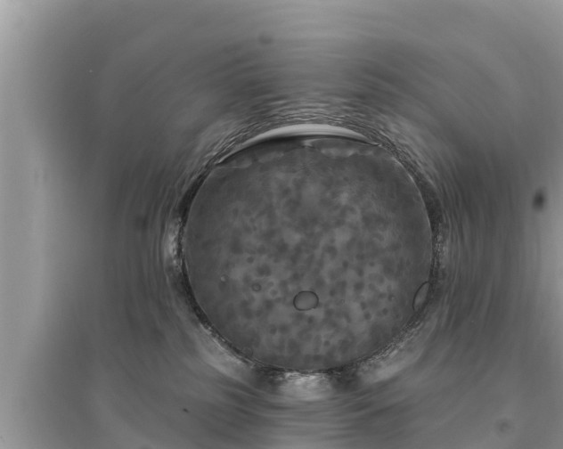 X0000095550185200712211417