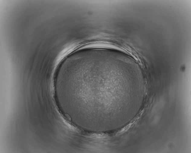 X0000095550245200712211416