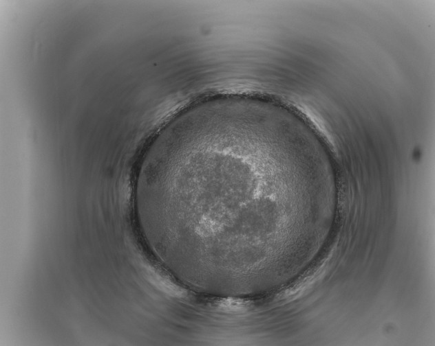 X0000095550261200712211416