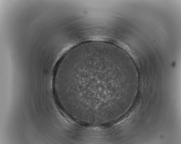 X0000095550299200712211415